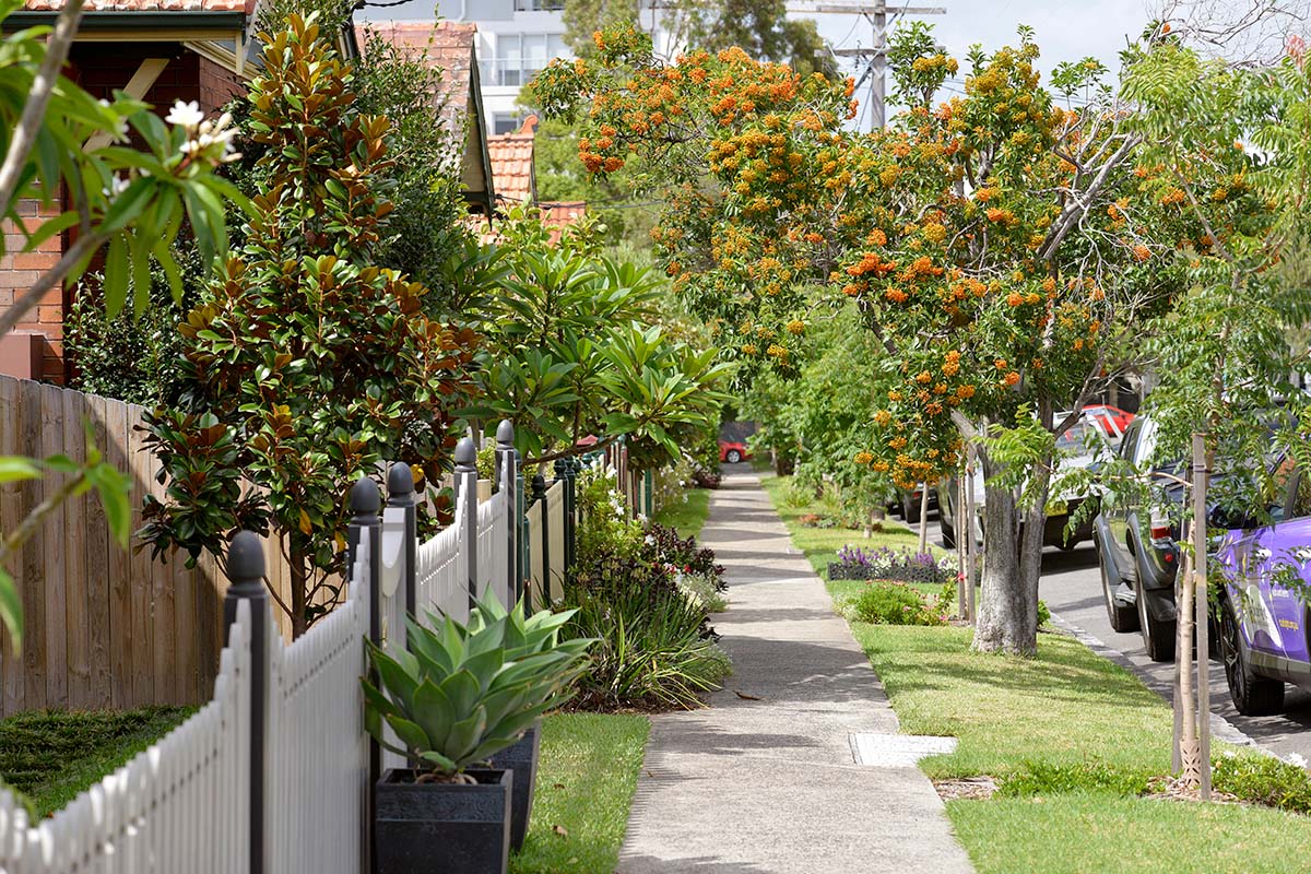 Mixture of trees and plants in a suburban NSW residential street. Credit: Adam Hollingworth