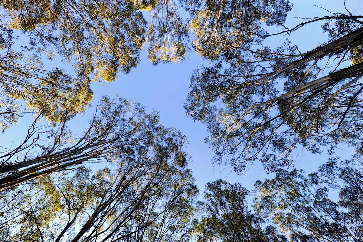 Looking towards the sky through a tree canopy.